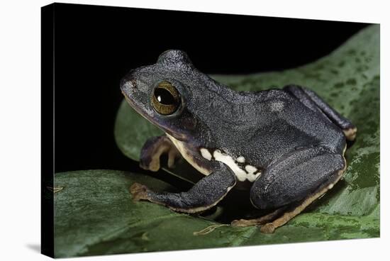 Rhacophorus Dennysi (Chinese Gliding Frog)-Paul Starosta-Premier Image Canvas