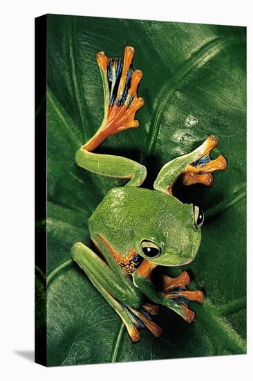 Rhacophorus Reinwardtii (Green Flying Frog)-Paul Starosta-Premier Image Canvas