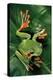 Rhacophorus Reinwardtii (Green Flying Frog)-Paul Starosta-Premier Image Canvas