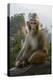 Rhesus Macaque, Hallelujah Mountains, Wulingyuan District, China-Darrell Gulin-Premier Image Canvas
