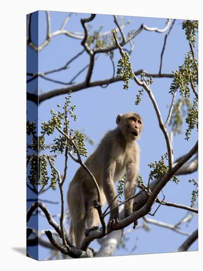 Rhesus Macaque Monkey (Macaca Mulatta), Bandhavgarh National Park, Madhya Pradesh State, India-Thorsten Milse-Premier Image Canvas