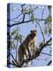 Rhesus Macaque Monkey (Macaca Mulatta), Bandhavgarh National Park, Madhya Pradesh State, India-Thorsten Milse-Premier Image Canvas