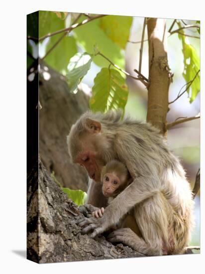 Rhesus Macaque Monkey (Macaca Mulatta), Bandhavgarh National Park, Madhya Pradesh State, India-Thorsten Milse-Premier Image Canvas