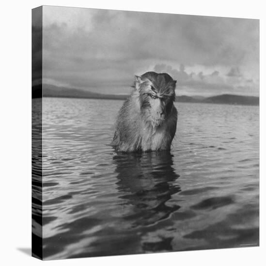 Rhesus Monkey Sitting in Water Up to His Chest-Hansel Mieth-Premier Image Canvas