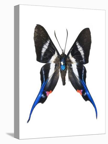 Rhetus Arcius Butterfly-Lawrence Lawry-Premier Image Canvas