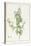 Rhexia Pendulifolia (W/C and Bodycolour over Traces of Graphite on Vellum)-Pierre Joseph Redoute-Premier Image Canvas