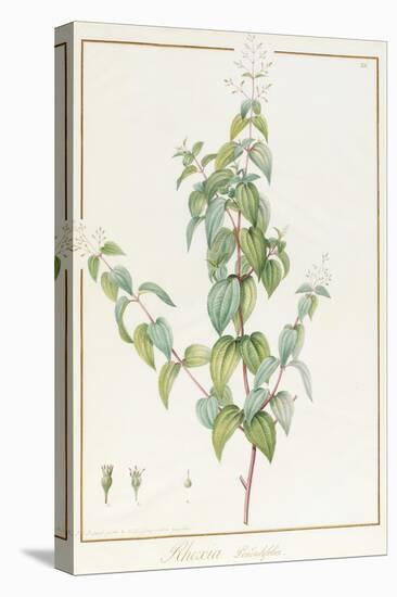 Rhexia Pendulifolia (W/C and Bodycolour over Traces of Graphite on Vellum)-Pierre Joseph Redoute-Premier Image Canvas