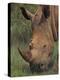 Rhino and Oxpecker Bird-David Stribbling-Stretched Canvas