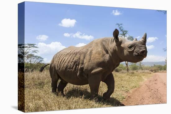 Rhino, Lewa Wildlife Conservancy, Laikipia, Kenya, East Africa, Africa-Ann and Steve Toon-Premier Image Canvas