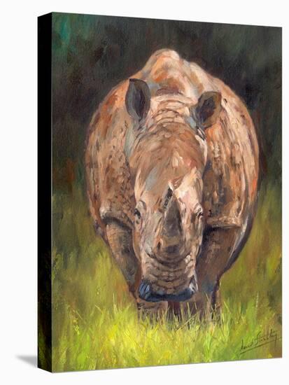 Rhino straight on-David Stribbling-Stretched Canvas