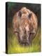 Rhino straight on-David Stribbling-Stretched Canvas