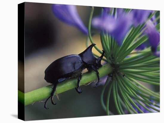 Rhinoceros Beetle, Papua New Guinea-Michele Westmorland-Premier Image Canvas