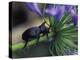 Rhinoceros Beetle, Papua New Guinea-Michele Westmorland-Premier Image Canvas