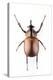 Rhinoceros Beetle-Lawrence Lawry-Premier Image Canvas