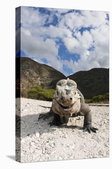 Rhinoceros Iguana (Cyclura Cornuta)-Reinhard Dirscherl-Premier Image Canvas