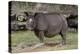 Rhinoceros-Carol Highsmith-Stretched Canvas