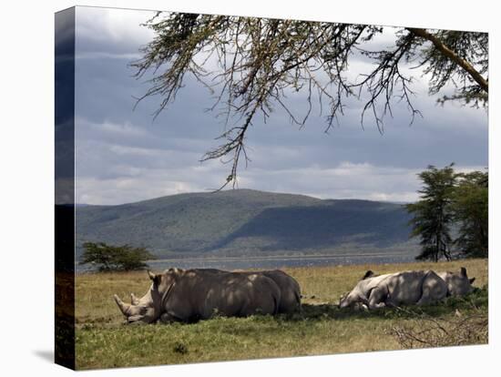 Rhinos Rest under the Shade of a Tree in Lake Nakuru National Park, Kenya, East Africa, Africa-Andrew Mcconnell-Premier Image Canvas