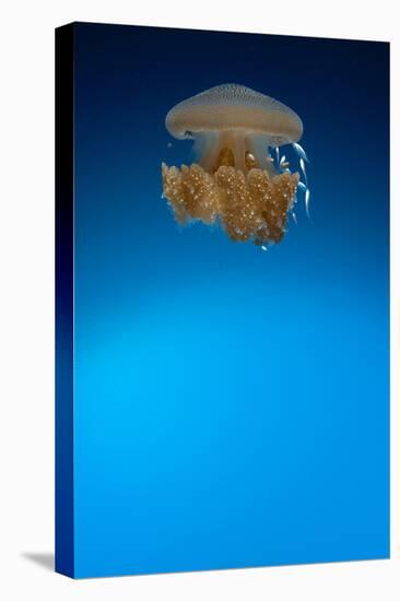 Rhizostome Jellyfish, Tulamben, Bali, Indonesia-null-Premier Image Canvas