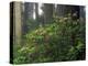 Rhoddy and Redwoods in Redwoods State Park, Del Norte, California, USA-Darrell Gulin-Premier Image Canvas