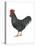 Rhode Island Red (Gallus Gallus Domesticus), Rooster, Poultry, Birds-Encyclopaedia Britannica-Stretched Canvas