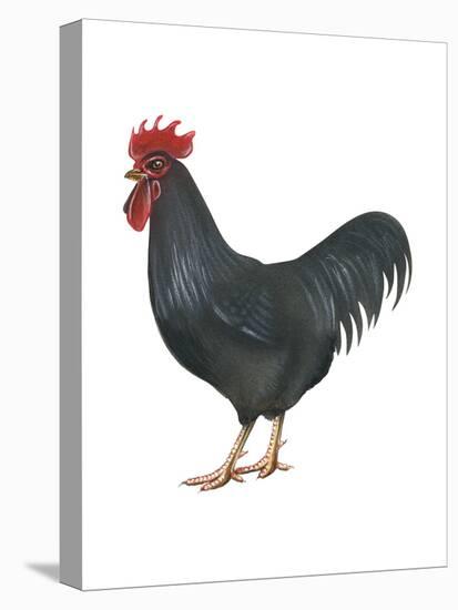 Rhode Island Red (Gallus Gallus Domesticus), Rooster, Poultry, Birds-Encyclopaedia Britannica-Stretched Canvas