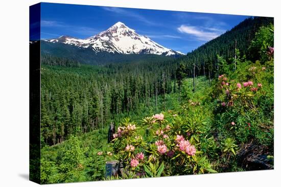 Rhodendron flowers blooming on plant with mountain range in the background, Mt Hood, Lolo Pass,...-null-Premier Image Canvas