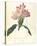 Rhodendron-Charles Rennie Mackintosh-Stretched Canvas