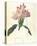 Rhodendron-Charles Rennie Mackintosh-Stretched Canvas