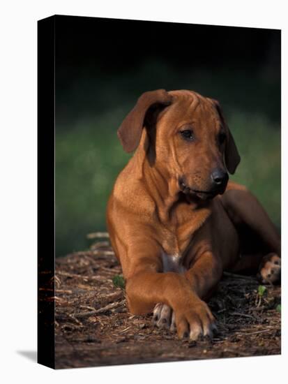 Rhodesian Ridgeback Puppy with Front Paws Crossed-Adriano Bacchella-Premier Image Canvas