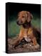 Rhodesian Ridgeback Puppy-Adriano Bacchella-Premier Image Canvas