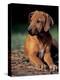 Rhodesian Ridgeback Puppy-Adriano Bacchella-Premier Image Canvas