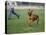 Rhodesian Ridgeback Running in a Field-Petra Wegner-Premier Image Canvas