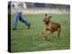 Rhodesian Ridgeback Running in a Field-Petra Wegner-Premier Image Canvas