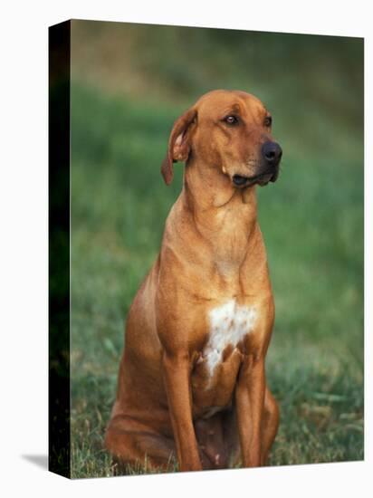 Rhodesian Ridgeback Sitting Down-Adriano Bacchella-Premier Image Canvas