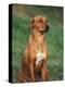 Rhodesian Ridgeback Sitting Down-Adriano Bacchella-Premier Image Canvas