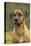 Rhodesian Ridgeback-null-Premier Image Canvas