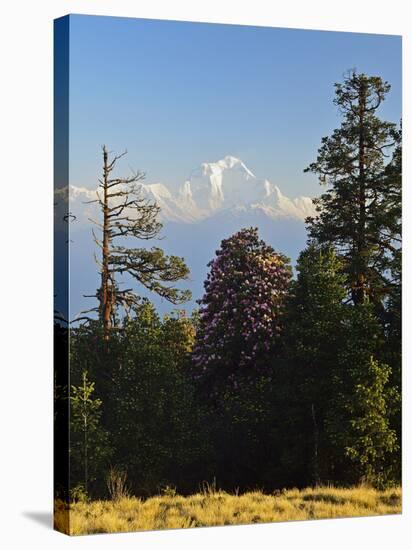 Rhododendron and Dhaulagiri Himal Seen from Poon Hill, Dhawalagiri (Dhaulagiri), Nepal-Jochen Schlenker-Premier Image Canvas