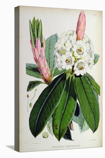 Rhododendron: Argenteum, Lithograph by Walter Hood Fitch (1817–92), 1849-51 (Colour Litho)-Joseph Dalton (after) Hooker-Premier Image Canvas