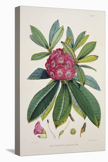 Rhododendron Barbatum, from 'The Rhododendrons of Sikkim-Himalaya'-Joseph Dalton Hooker-Premier Image Canvas