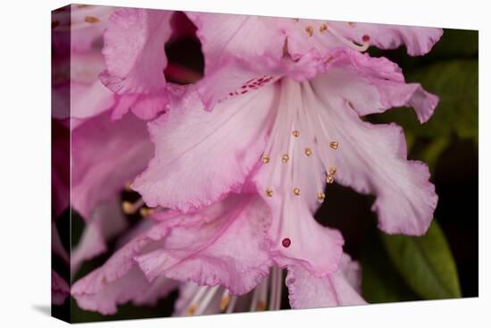 Rhododendron flower, anthers and red stigma visible, UK-Heather Angel-Premier Image Canvas