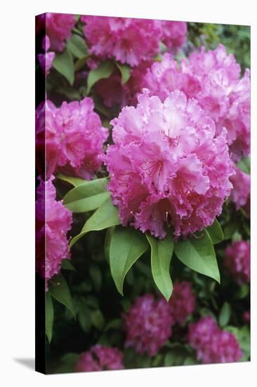 Rhododendron Flowers (Rhododendron Sp.)-Maxine Adcock-Premier Image Canvas