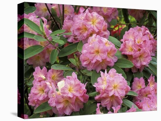 Rhododendron Garden, Portland, Oregon, USA-Adam Jones-Premier Image Canvas
