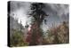 Rhododendron in bloom in the forests of Paro Valley, Bhutan-Art Wolfe-Premier Image Canvas