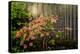 Rhododendron, Portland Japanese Garden.-Michel Hersen-Premier Image Canvas