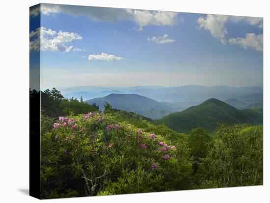 Rhododendron tree flowering at Craggy Gardens, Blue Ridge Parkway, North Carolina-Tim Fitzharris-Stretched Canvas