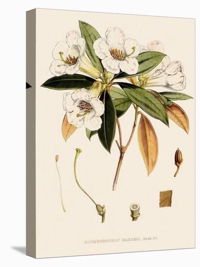 Rhododendron-John Nugent Fitch-Premier Image Canvas