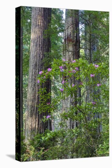 Rhododendrons blooming, Del Norte Redwoods State Park, California-Darrell Gulin-Premier Image Canvas