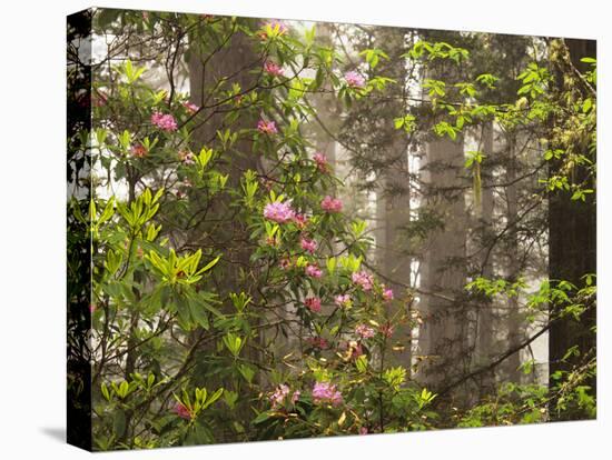 Rhododendrons Blooming in Groves, Redwood NP, California, USA-Jerry Ginsberg-Premier Image Canvas