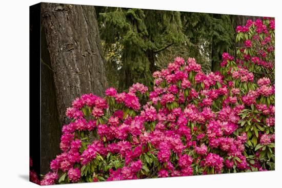 Rhododendrons, Crystal Springs Garden, Portland, Oregon, Usa-Michel Hersen-Premier Image Canvas