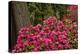 Rhododendrons, Crystal Springs Garden, Portland, Oregon, Usa-Michel Hersen-Premier Image Canvas